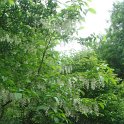 Pterostyrax hispida P1B